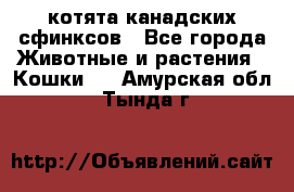 котята канадских сфинксов - Все города Животные и растения » Кошки   . Амурская обл.,Тында г.